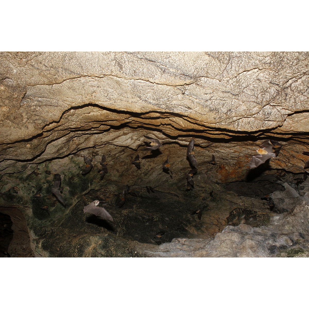 Подбородколист Дэви (Pteronotus davyi) Фото №7