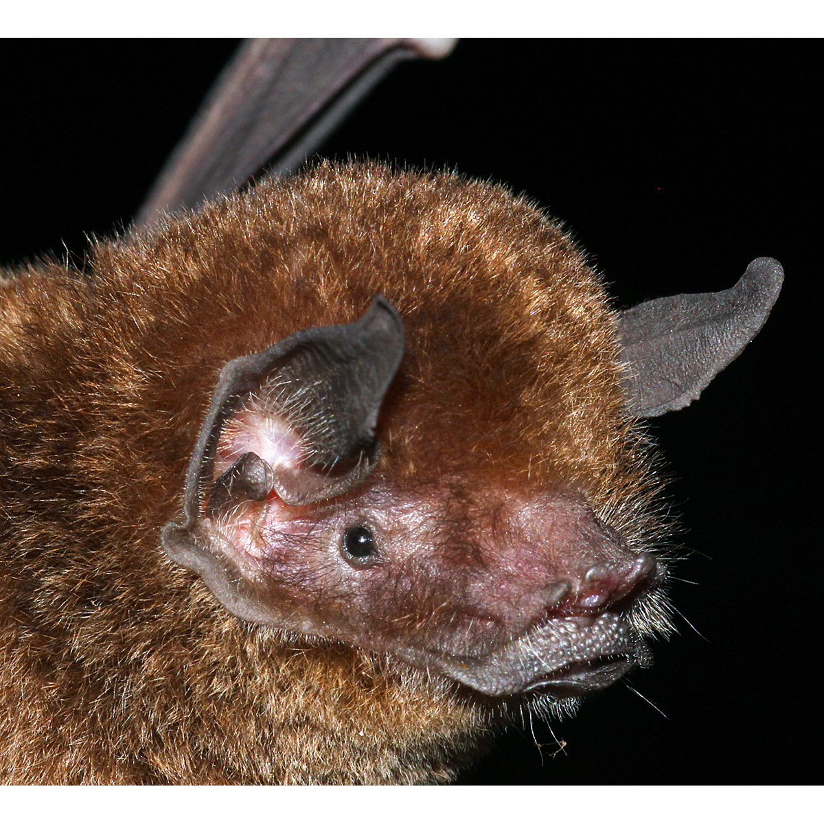 Подбородколист Дэви (Pteronotus davyi) Фото №9
