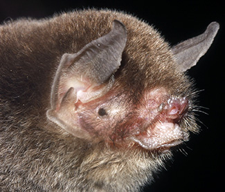 Pteronotus davyi fulvus
