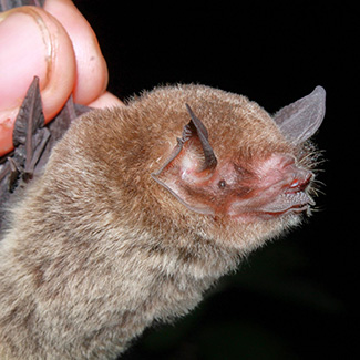 Pteronotus parnellii mesoamericanus
