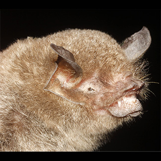 Pteronotus parnellii mexicanus