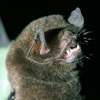 Pteronotus parnellii parnellii