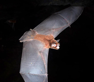 Pteronotus parnellii rubiginosus