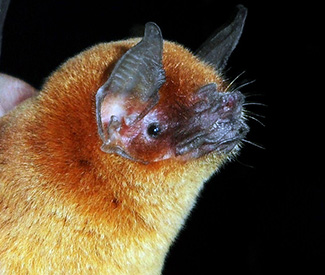 Pteronotus personatus personatus