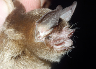 Pteronotus personatus psilotis