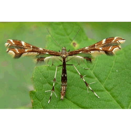 Семейство Pterophoroidea фото