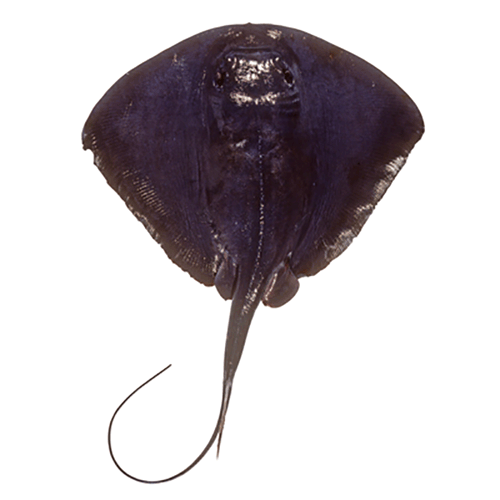  Род Pteroplatytrygon  фото