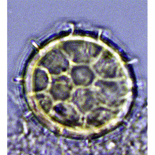 Семейство Pterosphaeridiaceae фото