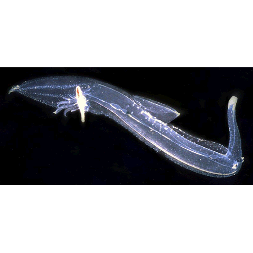 Семейство Pterotracheoidea  фото