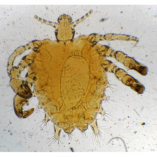 Семейство Pthiridae фото