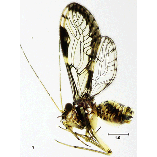 Семейство Ptiloneuridae фото