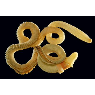 Семейство Ptychoderidae  фото