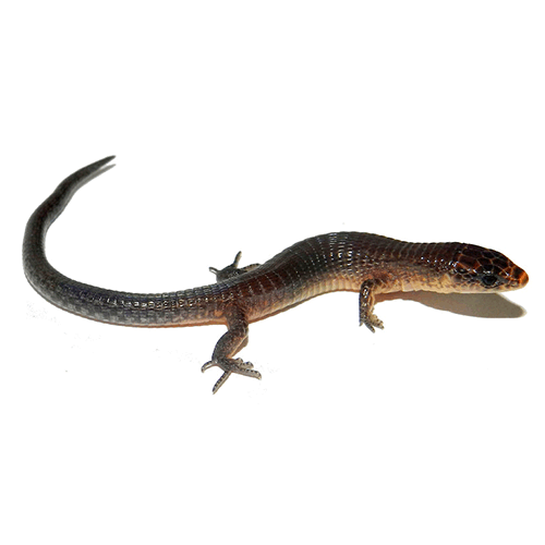  Род Ptychoglossus  фото