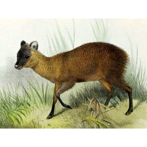 Pudu mephistophiles Фото №4