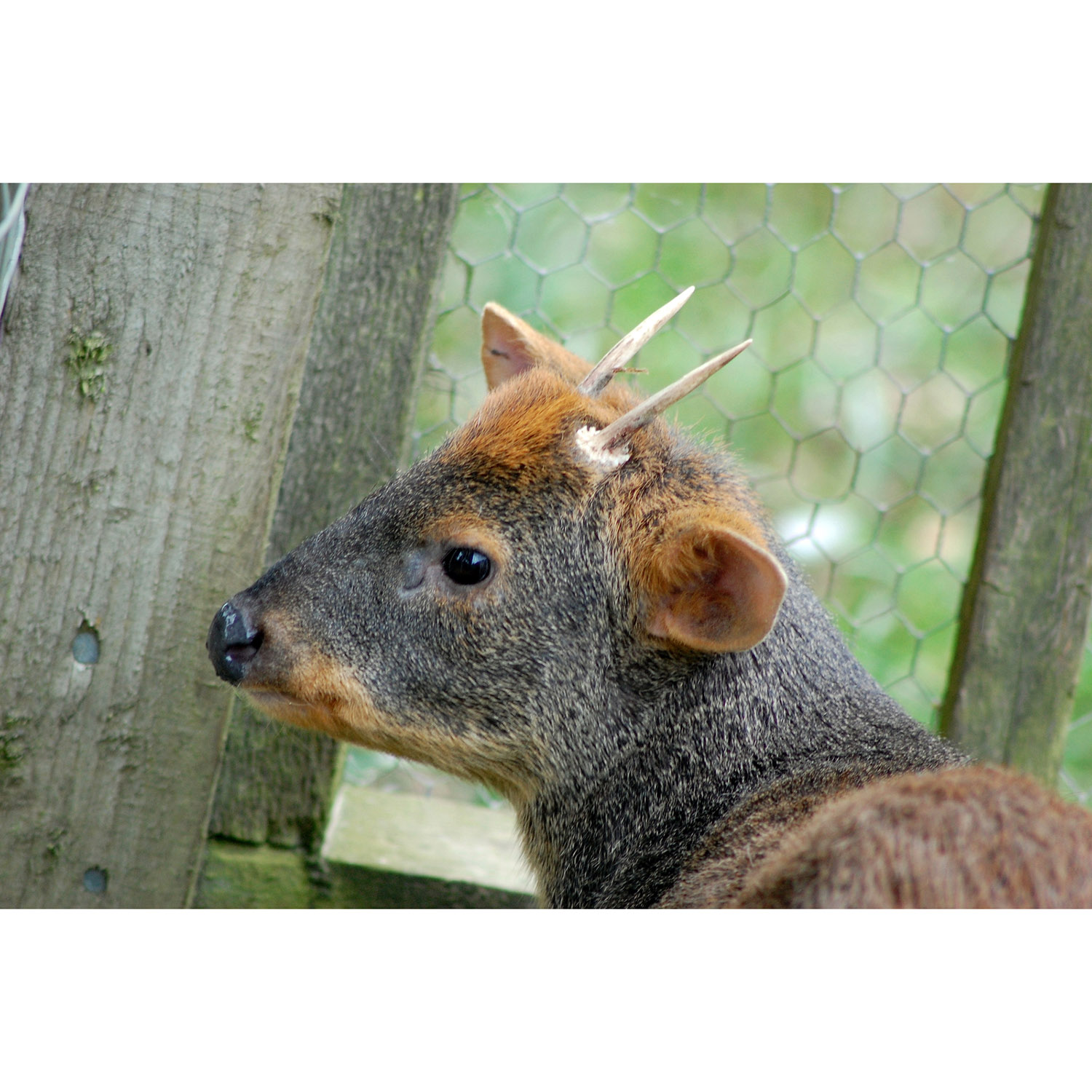 Pudu puda Фото №10