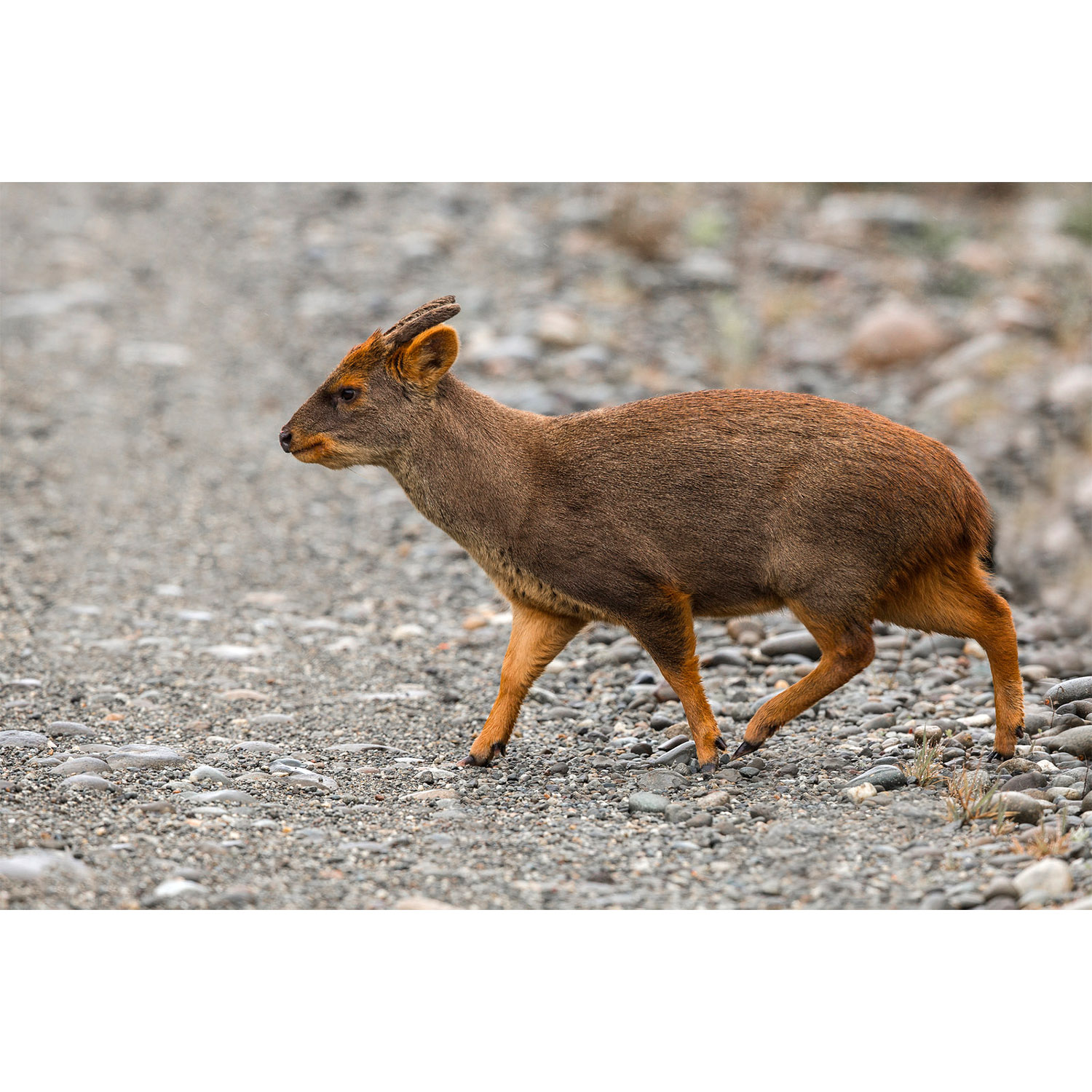 Pudu puda Фото №2