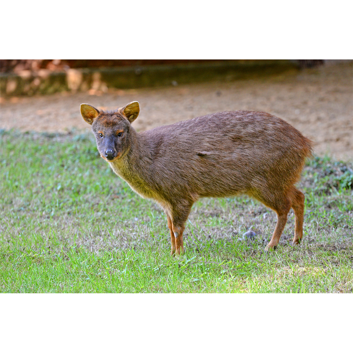 Pudu puda Фото №3