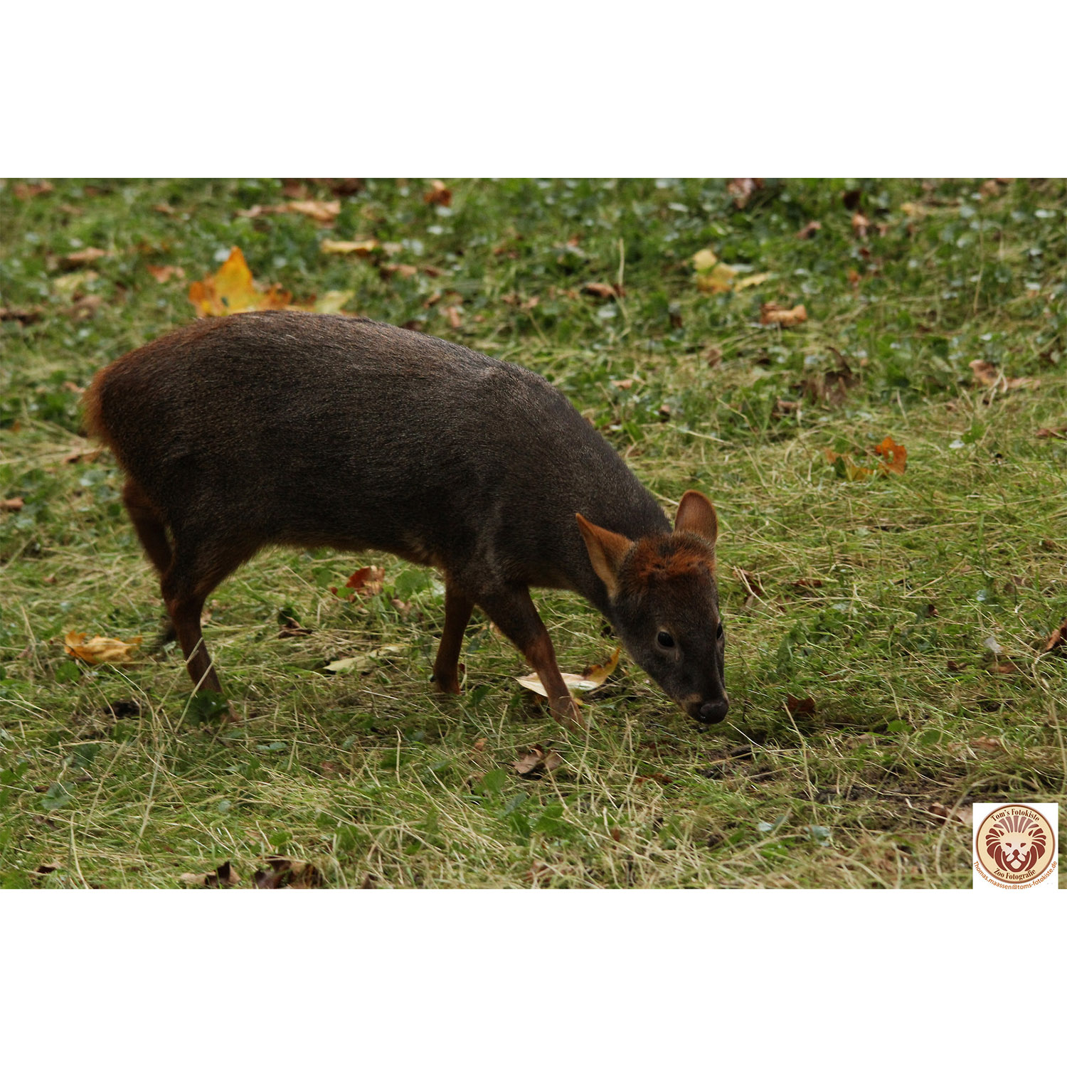 Pudu puda Фото №4