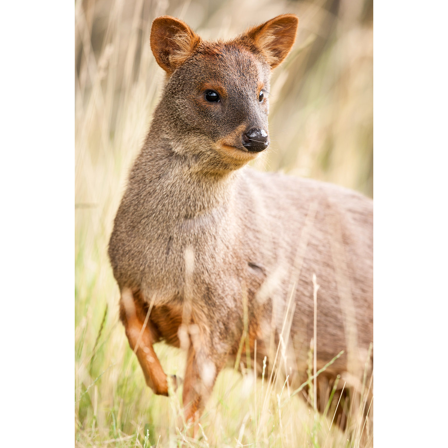 Pudu puda Фото №6