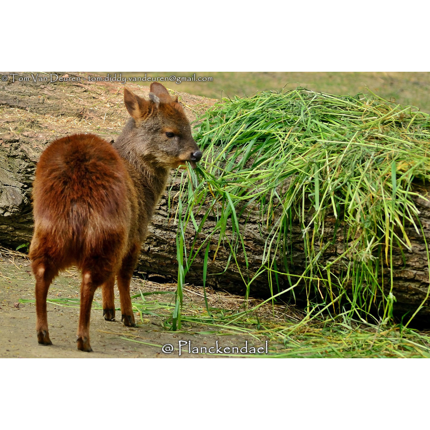 Pudu puda Фото №7