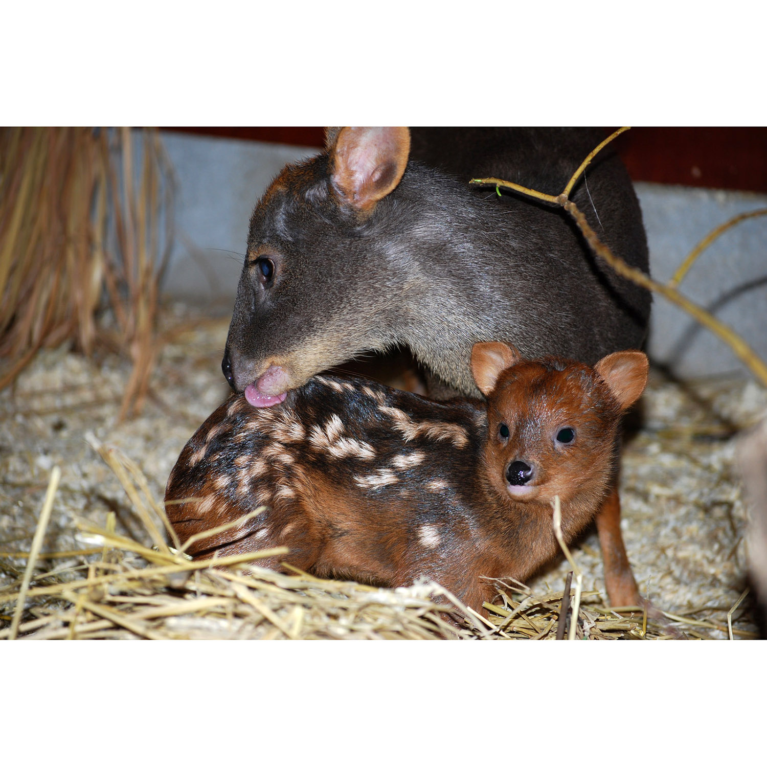 Pudu puda Фото №8