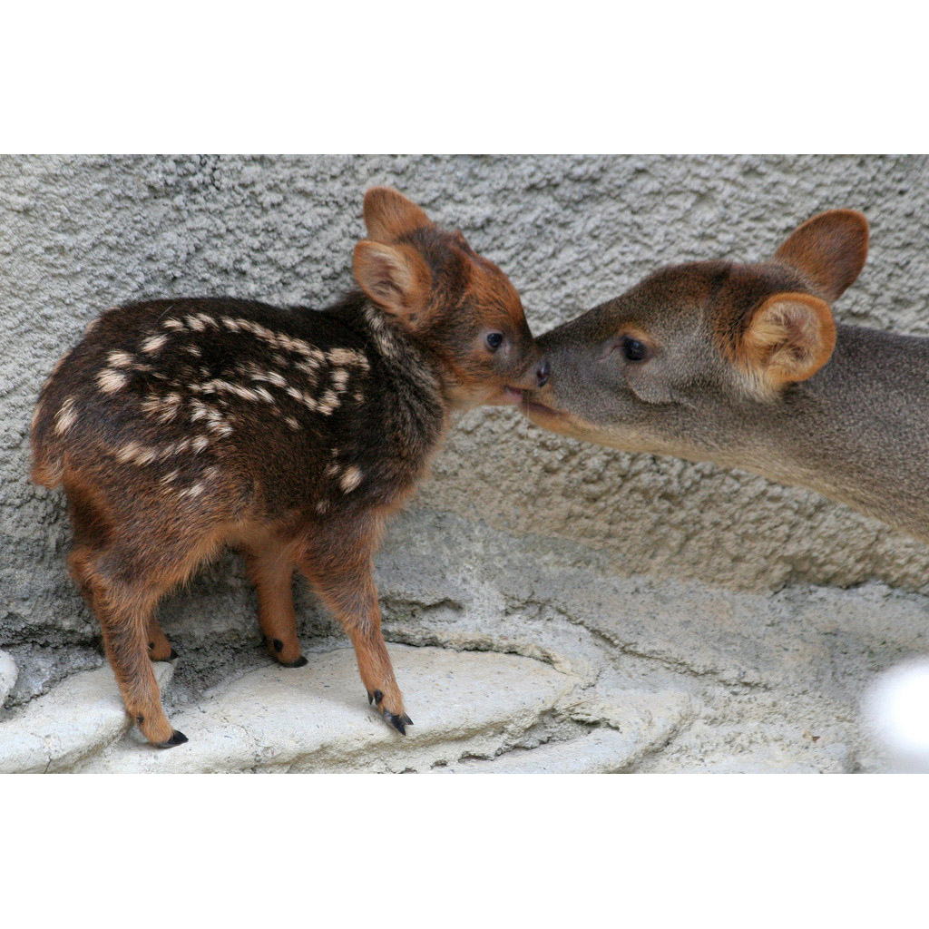 Pudu puda Фото №9