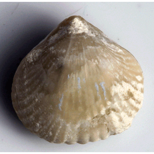 Семейство Pugnacoidea фото