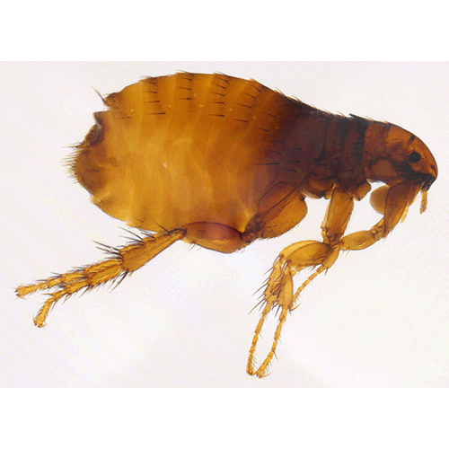 Семейство Pulicoidea фото