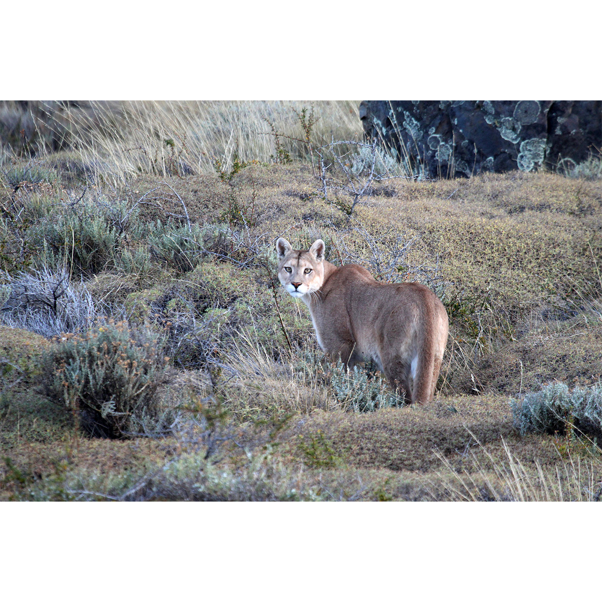 Пума / Горный лев / Кугуар (Puma concolor) Фото №7