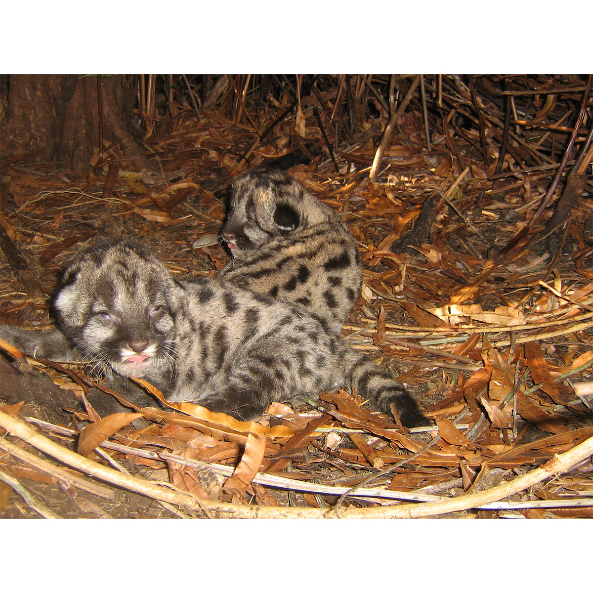 Пума / Горный лев / Кугуар (Puma concolor) Фото №9