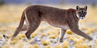Puma concolor cabrerae