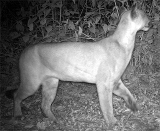 Puma concolor concolor