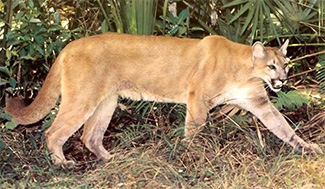 Puma concolor coryi