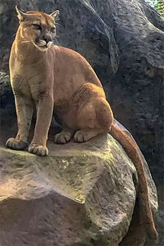 Puma concolor costaricensis