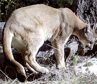 Puma concolor couguar