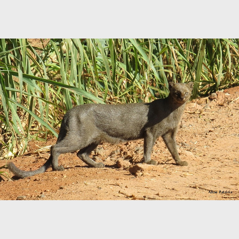 Ягуарунди (Puma yagouaroundi) Фото №2
