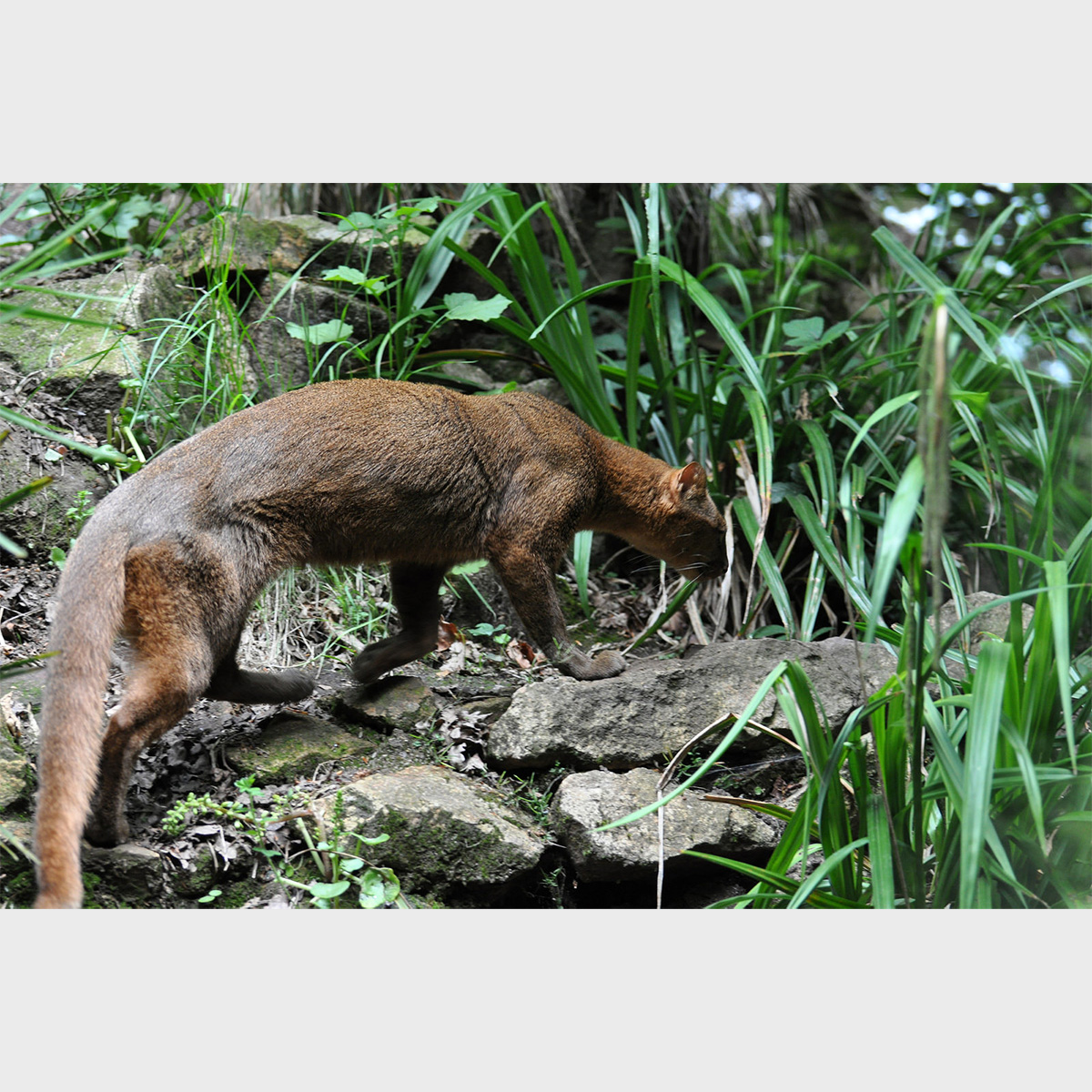 Ягуарунди (Puma yagouaroundi) Фото №4
