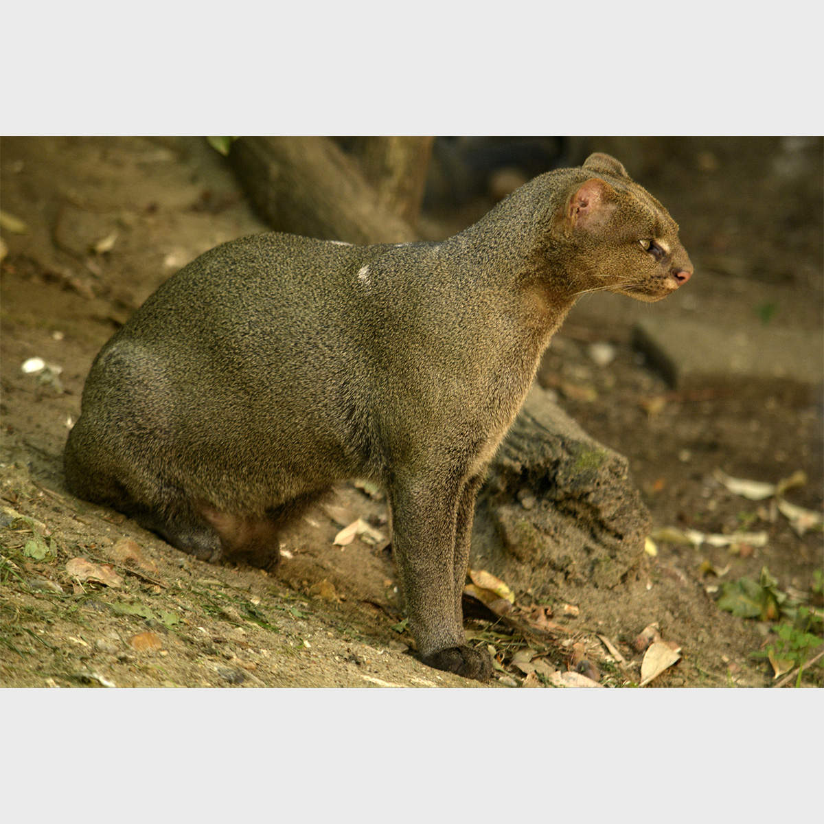 Ягуарунди (Puma yagouaroundi) Фото №5
