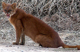 Puma yagouaroundi ameghinoi