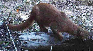Puma yagouaroundi cacomitli