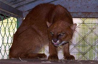 Puma yagouaroundi eyra