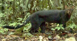 Puma yagouaroundi melantho