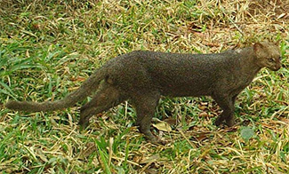Puma yagouaroundi yagouaroundi