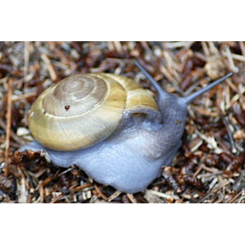 Семейство Punctoidea  фото