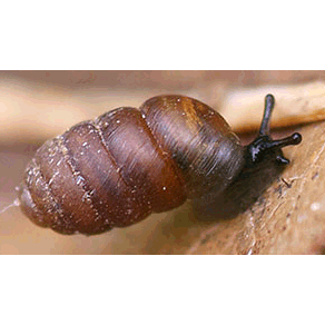 Семейство Pupilloidea  фото