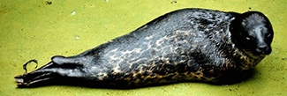 Pusa hispida botnica