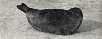 Pusa hispida saimensis