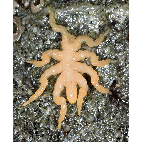 Семейство Pycnogonidae фото