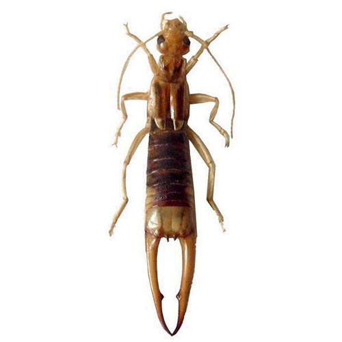 Семейство Pygidicranoidea фото