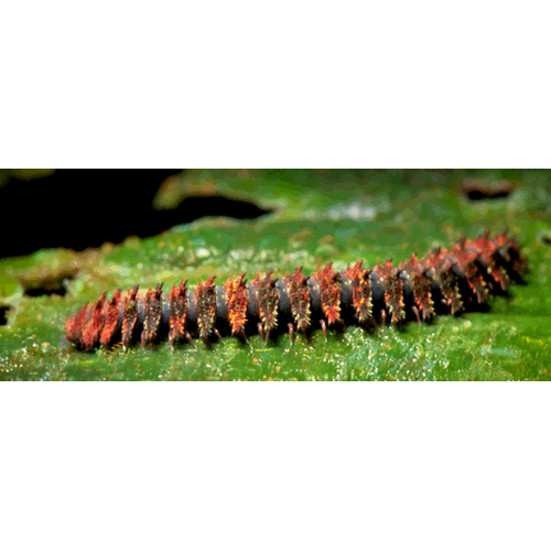 Семейство Pyrgodesmidae фото